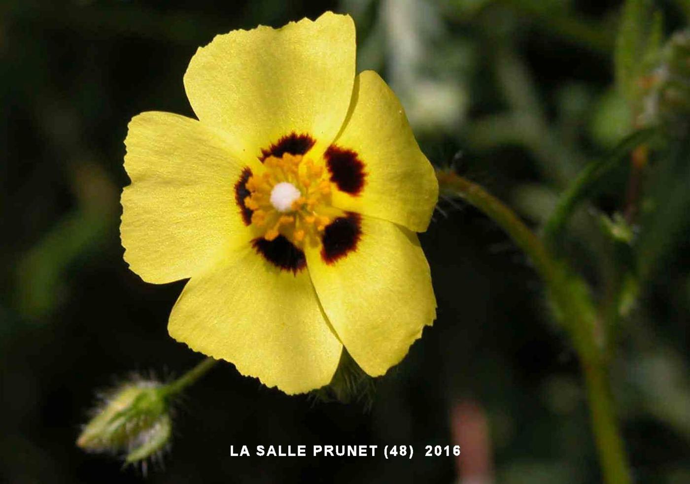 Rock-Rose, Spotted flower